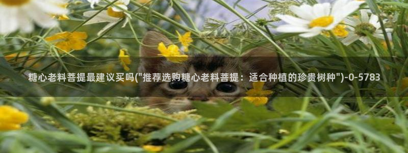 糖心vlog.：糖心老料菩提最建议买吗(\